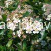 Květenství Aronia melanocarpa