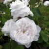 ´Madame Hardy´ Rosa x damascena