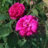´Rose de Resht´ Rosa x damascena (Rosa x portlandica)