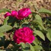 ´Rose de Resht´ Rosa x damascena (Rosa x portlandica)