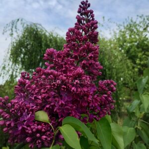 Znamya Lenina (Syringa vulgaris cv.)