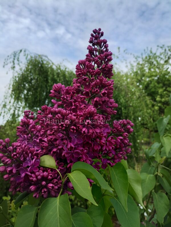 Znamya Lenina (Syringa vulgaris cv.)