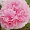 ´Jacques Cartier´ Rosa x damascena