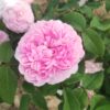 ´Jacques Cartier´ Rosa x damascena