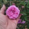 ´Cristata´ (syn. ´Chapeau de Napoleon´) Rosa x centifolia