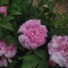 ´Jacques Cartier´ Rosa x damascena (Rosa x portlandica)