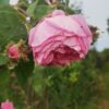´Cristata´ (syn. ´Chapeau de Napoleon´) Rosa x centifolia