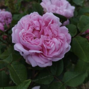 ´Jacques Cartier´ Rosa x damascena (Rosa x portlandica)