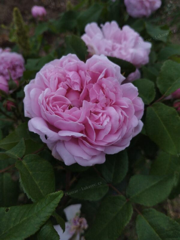 ´Jacques Cartier´ Rosa x damascena (Rosa x portlandica)