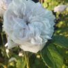 ´Madame Hardy´ Rosa x damascena