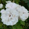 ´Madame Hardy´ Rosa x damascena
