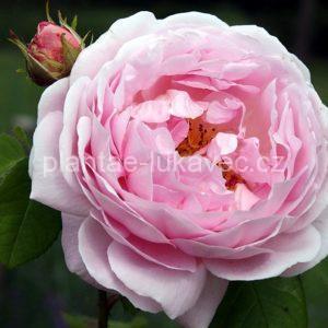 ´Constance Spry´