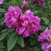 ´Hansa´ (Rosa rugosa cv.)