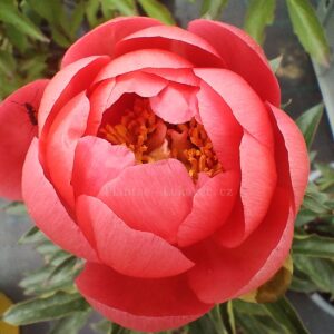 ´Coral Magic´ (Paeonia lactiflora cv.)
