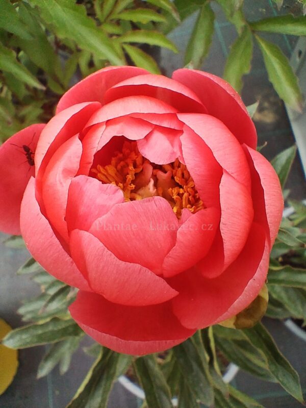 ´Coral Magic´ (Paeonia lactiflora cv.)