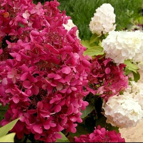 ´Wim´s Red´® Hortenzie latnatá  (Hydrangea paniculata cv.)