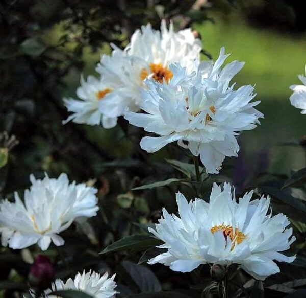 ´Lois Kelsey´ (Paeonia lactiflora cv.)