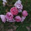 ´Pink Grootendorst´