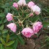 ´Pink Grootendorst´