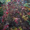 Růže viržínská (Rosa virginiana)