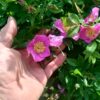 Růže viržínská (Rosa virginiana)