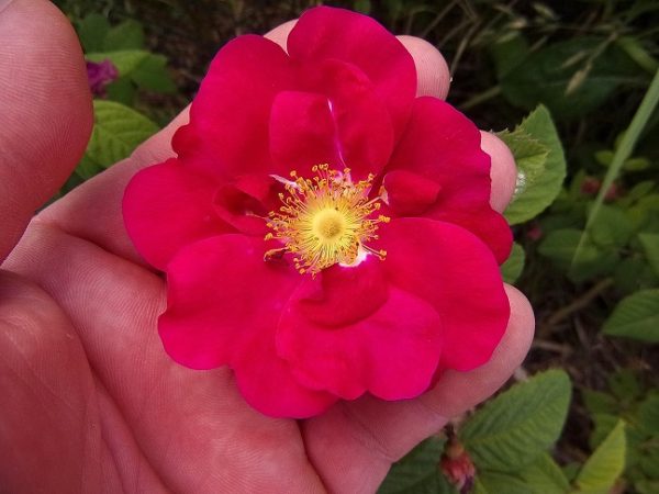 Rosa gallica ´Splendens´