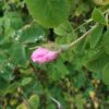 ´Trigintipetala´ Rosa x damascena