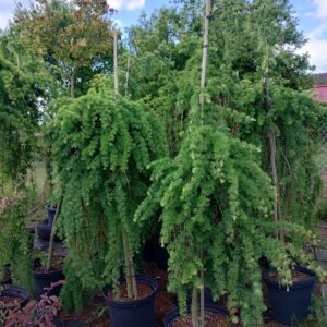 Modřín převislý ´Stiff Weeping´ (Larix kaemmpferi ´Stiff Weeping´)