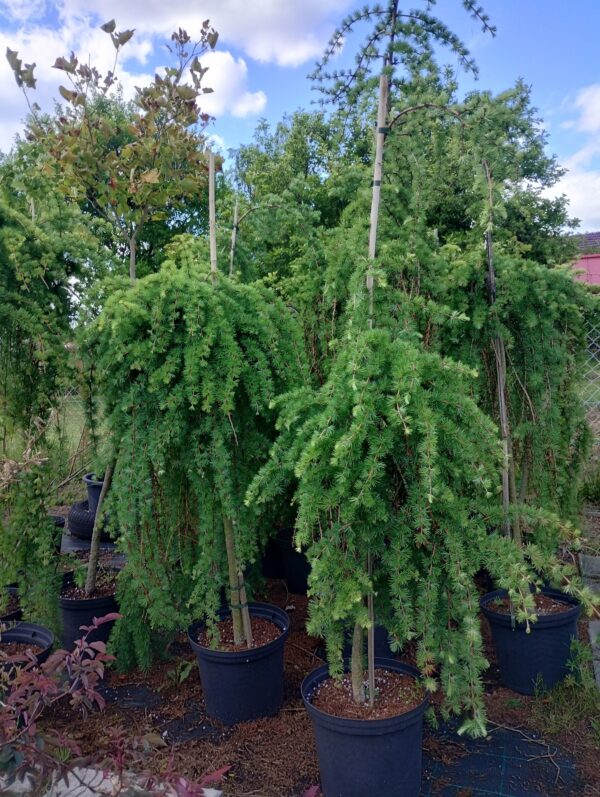 Modřín převislý ´Stiff Weeping´ (Larix kaemmpferi ´Stiff Weeping´)