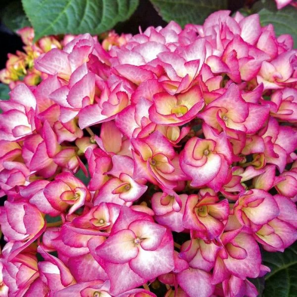 ´Gräfin Cosel´ ® Hortenzie velkolistá  (Hydrangea macrophylla cv.)