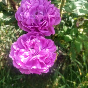 ´Reine des Mousses´ (Rosa x centifolia)