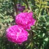 ´Reine des Mousses´ (Rosa x centifolia)
