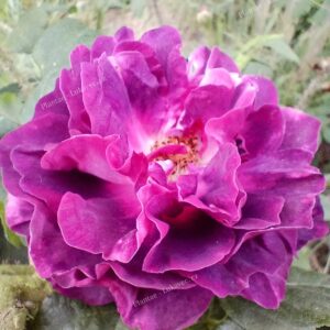´Reine des Mousses´ (Rosa x centifolia)