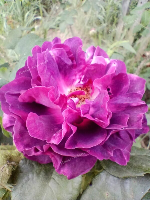 ´Reine des Mousses´ (Rosa x centifolia)