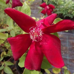 Rosa chinensis ´Sanguinea´