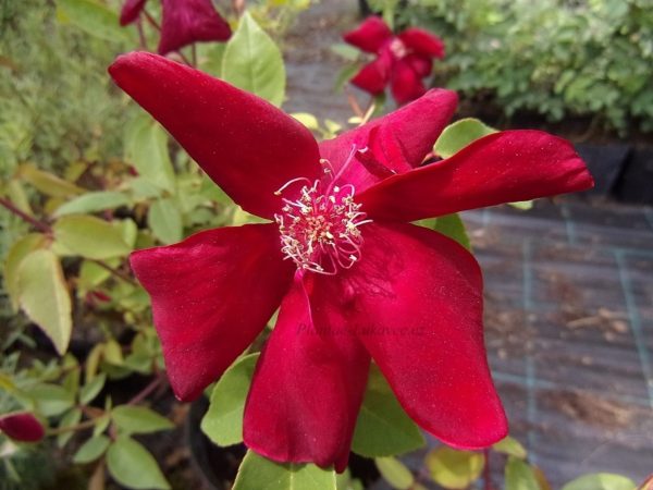 Rosa chinensis ´Sanguinea´