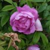 ´Admiration´ Rosa rugosa
