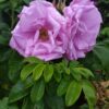 ´Admiration´ Rosa rugosa