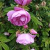 ´Admiration´ Rosa rugosa