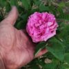 ´Duchesse de Rohan´ Rosa x damascena, (Rosa x portlandica)