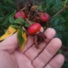 ´Pierette´ Rosa rugosa