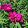 ´Rotes Phaenomen´ Rosa rugosa