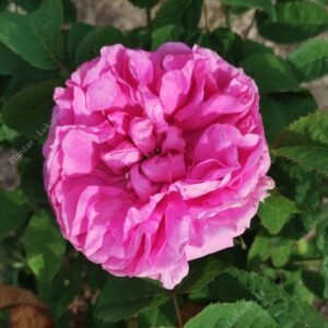 ´Duchesse de Rohan´ Rosa x damascena, (Rosa x portlandica)
