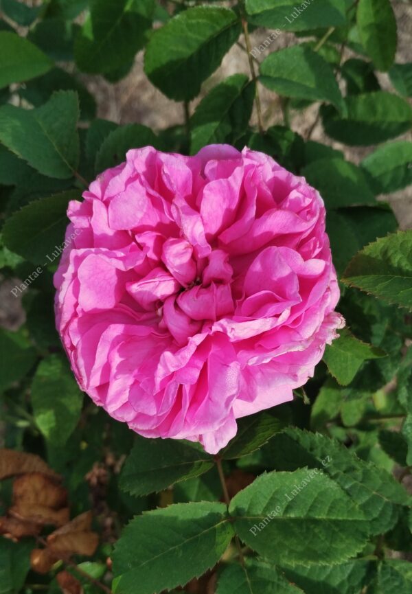 ´Duchesse de Rohan´ Rosa x damascena, (Rosa x portlandica)