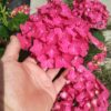 ´Hot Red´® hortenzie velkolistá (Hydrangea macrophylla cv. )