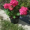 ´Hot Red´® hortenzie velkolistá (Hydrangea macrophylla cv. )
