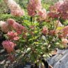 ´Fraise Melba´ ® Hortenzie latnatá (Hydrangea paniculata cv.)