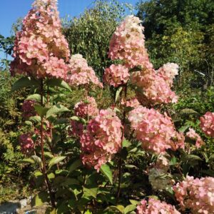 ´Fraise Melba´ ® Hortenzie latnatá (Hydrangea paniculata cv.)
