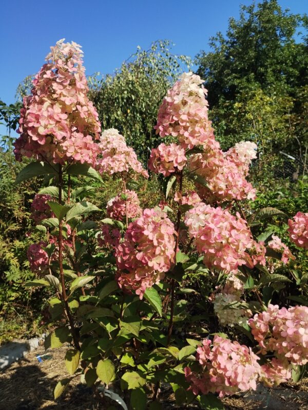 ´Fraise Melba´ ® Hortenzie latnatá (Hydrangea paniculata cv.)