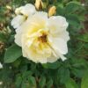´Yellow Dagmar Hastrup´ (Rosa rugosa)